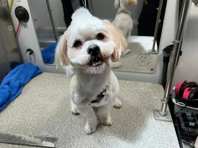 Four Paws Pup Boutique & Mobile Grooming — photo from their website