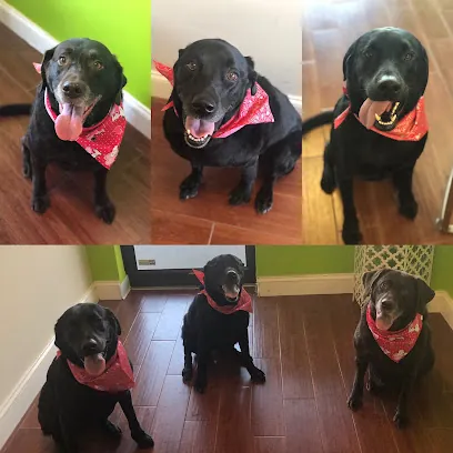 Mobile Pet Groomers of Austin — photo from their website