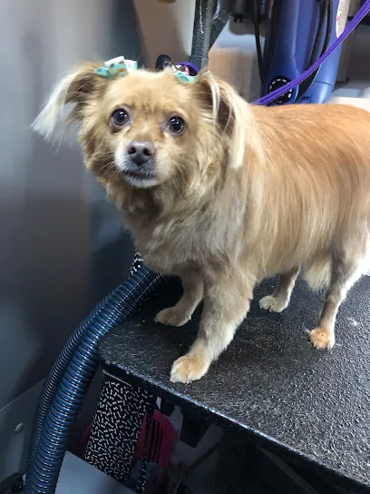 Paws N Claws Mobile Pet Salon — photo from their website