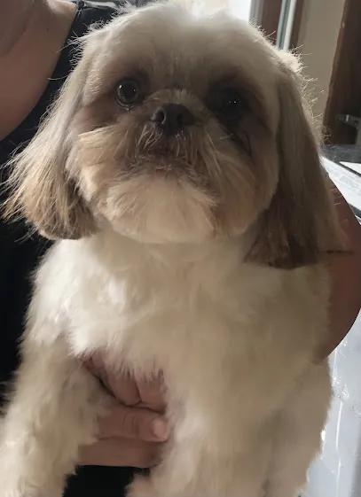 ME & You Mobile Pet Spa — photo from their website