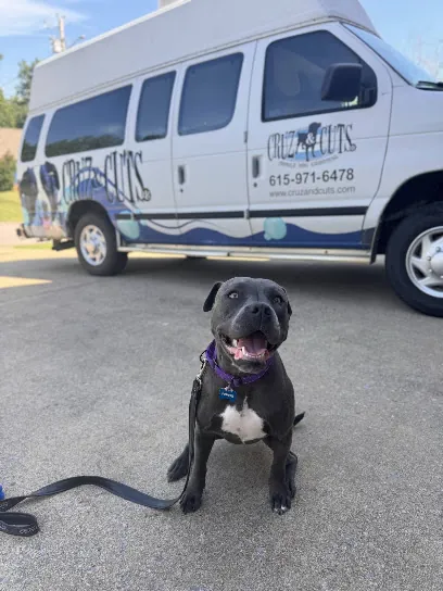 Cruz & Cuts Mobile Dog Grooming — photo from their website