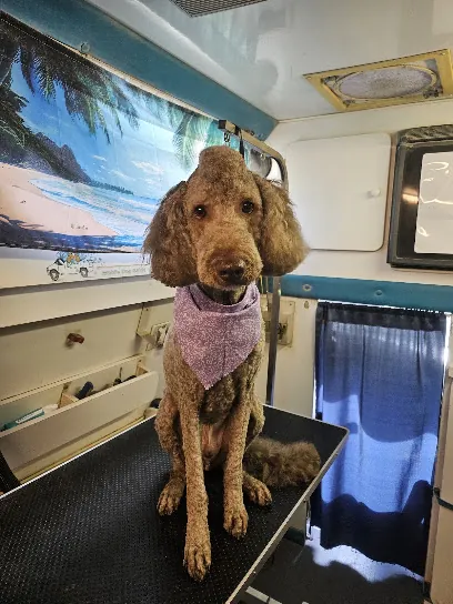 Pampered Pups Mobile Grooming — photo from their website