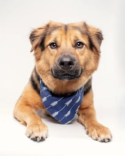 Luscious Locks Mobile Dog Spa — photo from their website