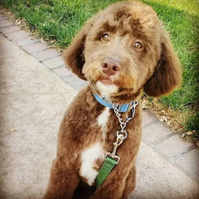 Pooches & Pinups Mobile Pet Grooming — photo from their website