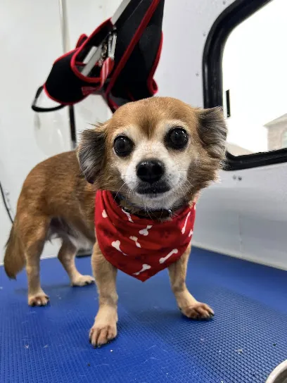 Miss Molly's Mobile Dog Spa — photo from their website