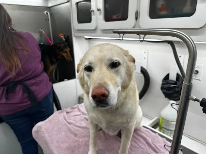Posh Mobile Pet Grooming — photo from their website
