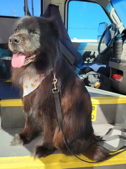 Scrub A Dub Doggie Mobile Spa — photo from their website