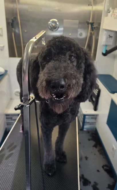 Shaggy to Chic Mobile Pet Spa LLC — photo from their website