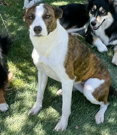Pets Paradise Mobile Grooming — photo from their website