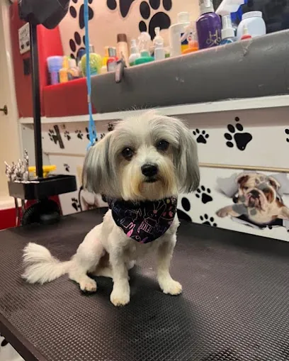 Mobile Pet Grooming Hollywood — photo from their website