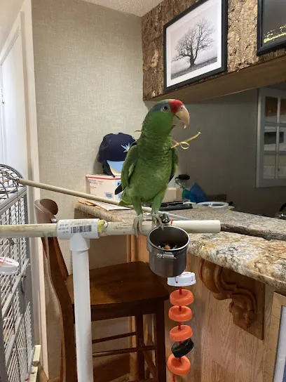Chloe's Mobile Parrot Grooming Service — photo from their website