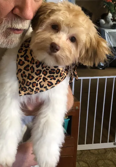 Out-of-the-Box House Call Dog Grooming — photo from their website