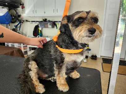 Kris' Cuts mobile grooming — photo from their website