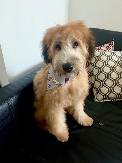 Wag N' Wheels Mobile Pet Grooming — business logo from Google