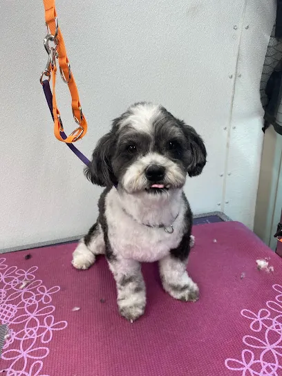 Fur PDX Mobile Pet Grooming — photo from their website