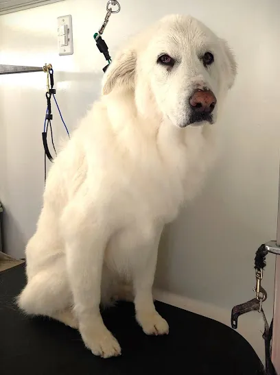 Pampered Pets Parlor Mobile Grooming — photo from their website