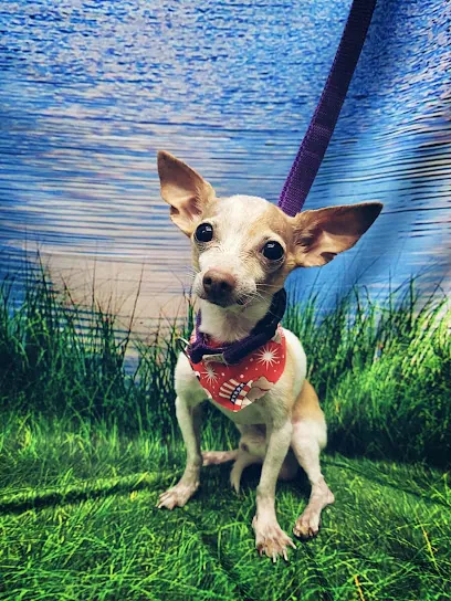Fresh Pets Mobile Spa — photo from their website