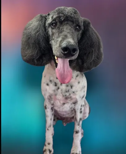 Bark N Bubbles Mobile Dog Grooming — photo from their website