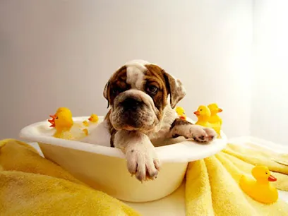 Creature Comfort Mobile Grooming — photo from their website