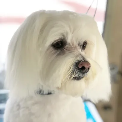 Sudsy Puppy Mobile Pet Grooming — photo from their website