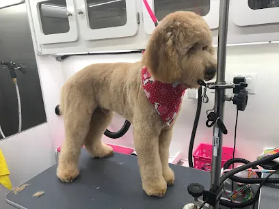 Designer Pets Mobile Grooming — photo from their website
