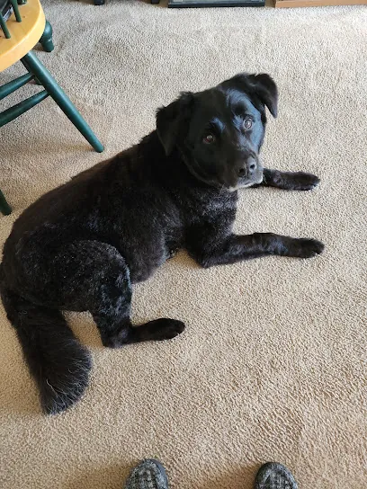 The Gentle Spaw - mobile dog grooming — photo from their website
