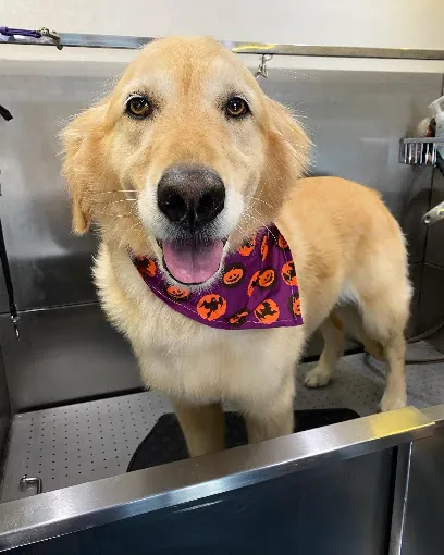Good Dog Mobile Spa — photo from their website