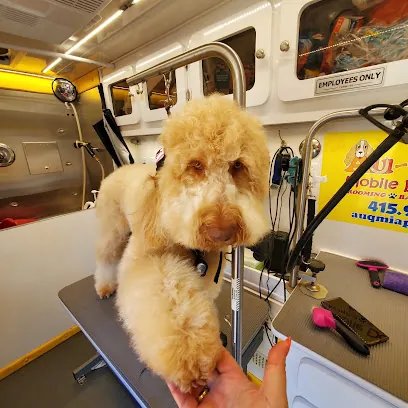 AUQMIA Pet Salon & Mobile Dog Grooming — photo from their website