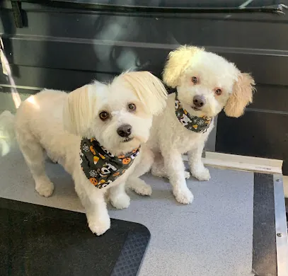 Sandy Tails Mobile Grooming — photo from their website