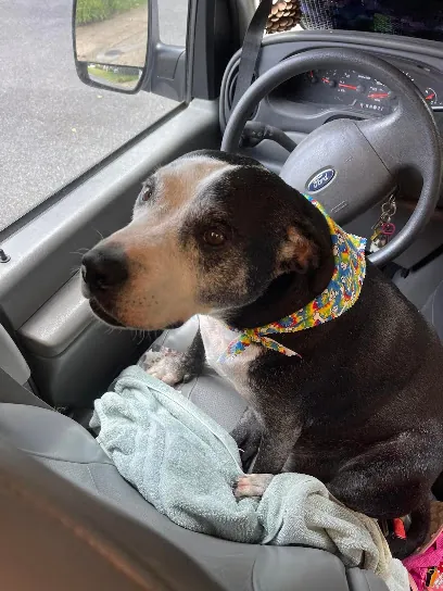 For the Love of Dogs Mobile Spa — photo from their website