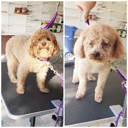 Mr. Rogers Mobile Pet Grooming LLC — photo from their website