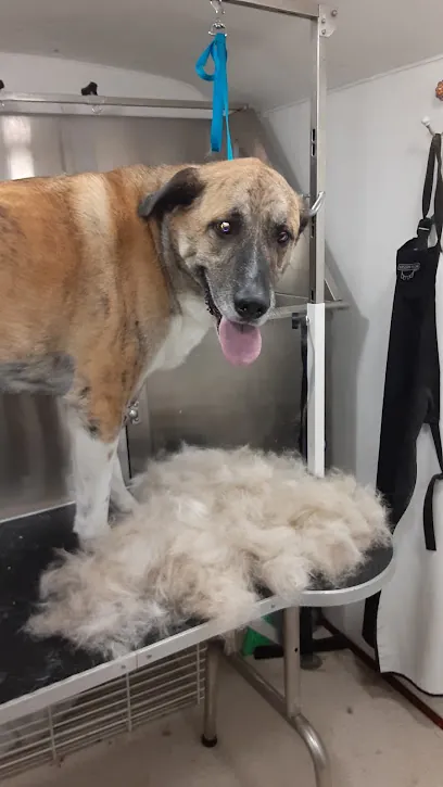 Kimber's Dog Shack Mobile Grooming — photo from their website