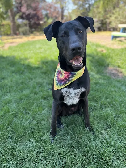 Wolf Spa Mobile Dog Grooming — photo from their website