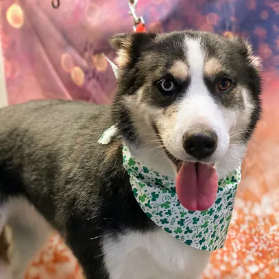 Paws On The Go LLC - Mobile Dog Grooming — photo from their website