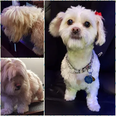 Fetch Mobile Dog Spaw — photo from their website