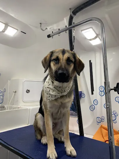 Hydrodog Bert - Mobile Dog Grooming — photo from their website
