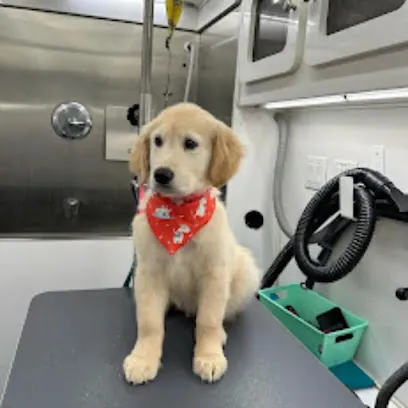 Mutt Cuts Mobile Grooming — photo from their website
