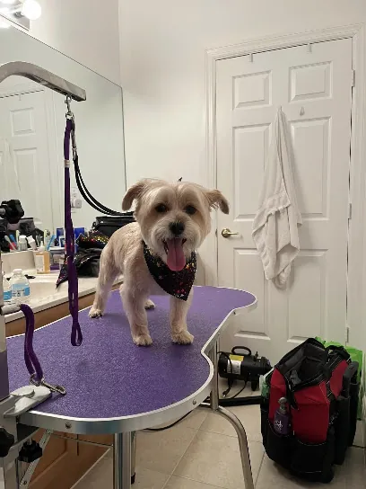 Magical Transfurmations In Home Dog Grooming — photo from their website