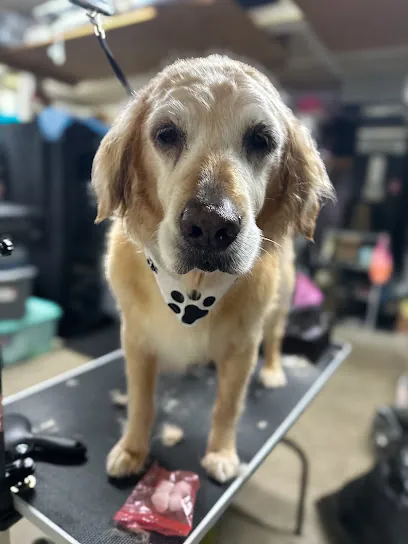 Heart of Hope mobile grooming — photo from their website