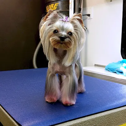 Savvy Mobile Grooming — photo from their website