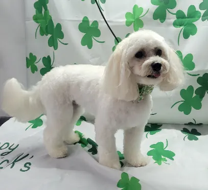 Styles by Sal Mobile Dog Grooming — photo from their website
