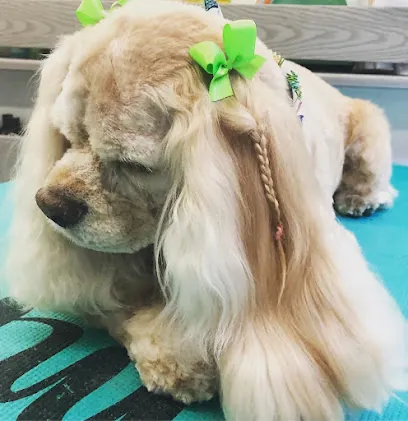 Bayside Mobile Pet Grooming — photo from their website