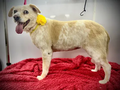 Fancy Paws Mobile Spa — photo from their website