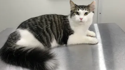 Pet Agree Mobile (CAT only) Grooming, LLC — photo from their website