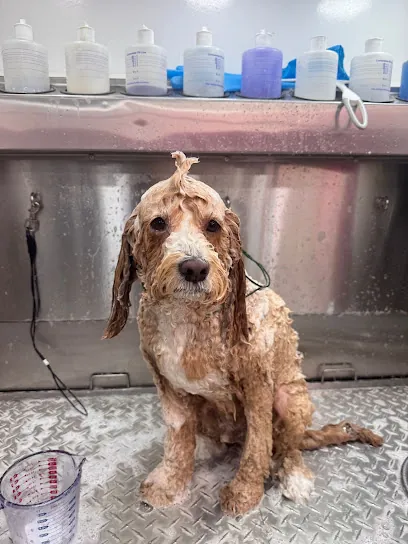 Mobile Pet Groomer Tampa by Love Pets M — photo from their website