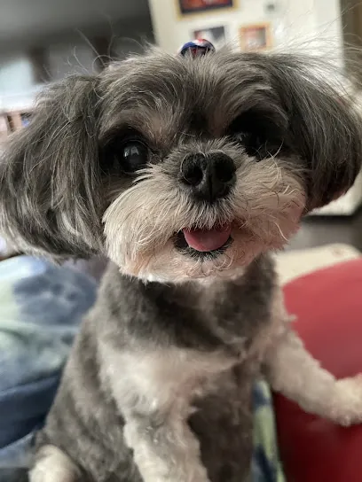 Teddy & Co. | Luxury Mobile Pet Spaw — photo from their website