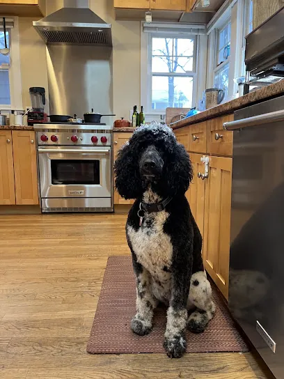 UpDog Mobile Grooming — photo from their website