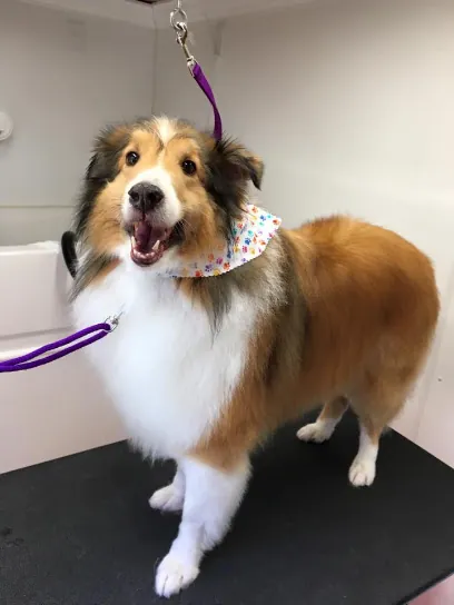 Exquisite Touch Mobile Dog Grooming — photo from their website
