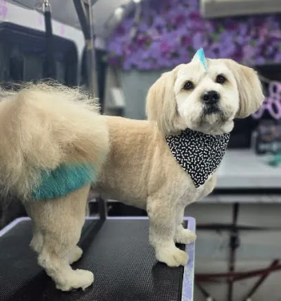 Royal Paw Spa MOBILE GROOMING — photo from their website
