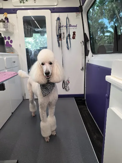Best of Breed Mobile Pet Grooming — photo from their website